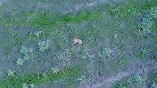 Aerial view over coyote