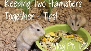 Keeping Two Hamsters Together - Vlog 1/2