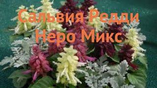 Сальвия обыкновенная Неро Микс  сальвия Неро Микс обзор: как сажать семена сальвии Неро Микс