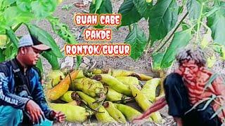 SANGAT MEMPERHATINKAN !! CABE PAKDE RONTOK DAN GUGUR LAGI @MANG TOMO CHANNEL