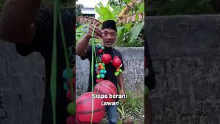 Lato lato kecil sudah biasa #mamayo