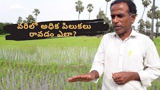 వరిలో అధిక పిలకలు పెరగడం ఎలా? | varilo adhika pilakalu | Paddy Cultivation tips in telugu