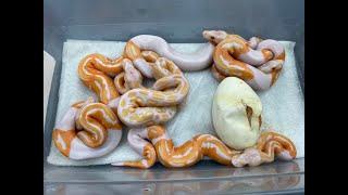 Egg-cutting, and some incredible odds on a Dreamsicle Ball Python Clutch!