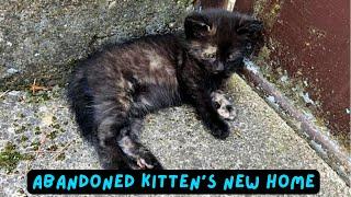 Abandoned Kitten's New Home  Cute Tortoiseshell Cat