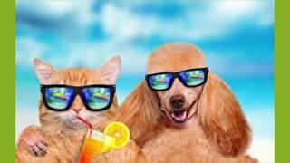 Funny Cats and Dogs! Best Video Compilation!