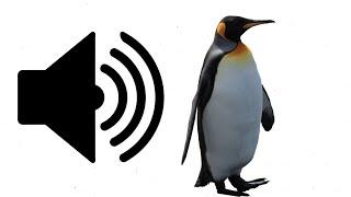 Sound Effect - Penguin