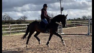 Training the collected trot and pirouettes 