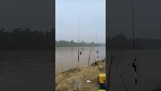 Kumpau di pagi minggu #mancing #kumpau #angler