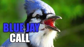 Blue Jay Call