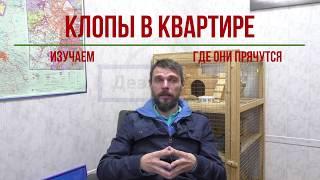 Клопы Где и как правильно искать ГНЕЗДА и ЯЙЦА клопов? Обработка