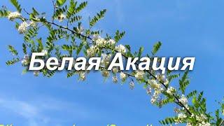 Белая Акация