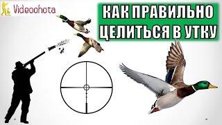 Как ПРАВИЛЬНО целиться в утку на охоте? Videoohota