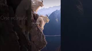 पहाड़ से कूदने वाली जंगली बकरी वैज्ञानिक भी हैरान/ The incredible ibex defies gravity/ibex goat
