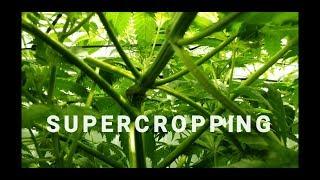 Supercropping: A hands on how to, setting up screen of green