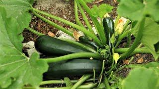 Zucchini, the easiest vegetable to grow, good option for beginners