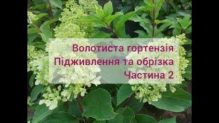 Догляд за волотистою гортензією. Частина 2 - підживлення та обрізка.