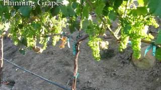 Thinning Grapes, Dropping Fruit, From 3rd Leaf Grape Vines