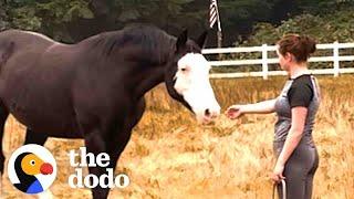 Horse Hates It When His Mom Is On Her Phone | The Dodo Soulmates