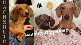 Dachshund Puppy Antics -30 Minutes of Adorable Chaos!"Unbelievable Dachshund Tricks Pranks Must-See