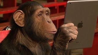 Chimpanzees React To iPad Magic