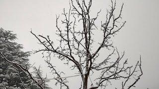 snow. and apple orchards pruning example...