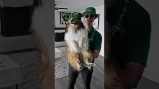 Irish jig (chloe's version)  #sheltie #dog #cuteanimals #funny #stpatricksday