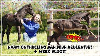 NAAM ONTHULLING VEULENTJE!!! #joanneneidhoferhorses #vlog368