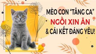  Mèo Con “Tăng Ca” Ngồi Xin Ăn & Cái Kết Đáng Yêu! 