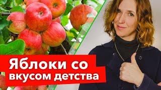 СТАРИННЫЕ СОРТА ЯБЛОНЬ, от которых я никогда не откажусь! Восхитительный вкус, высокая зимостойкость