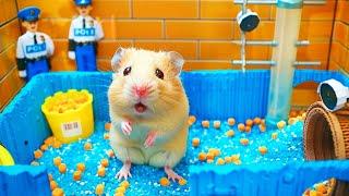 Hamster Escape the Pop It Maze for Pets in Real Life  Hamster Maze