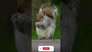 Acting Squirrelly - Nature & Ambient Music #relaxing #sleep #meditation #nature #wildlife #travel