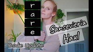 Sansevieria Haul | Super RARE Sansevieria | Sansevieria Collection