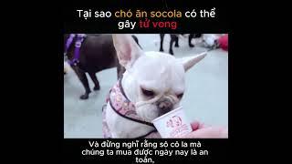 Tại sao chó ăn socola có thể gây tử vong