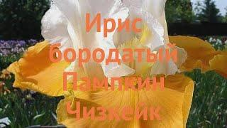 Ирис бородатый Пампкин Чизкейк  Пампкин Чизкейк обзор: как сажать, саженцы ириса Пампкин Чизкейк