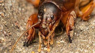 Mole Cricket: The Platypus of the Insect World - Educational Macro