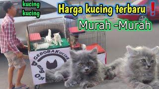 Ngikut Bang Oji jualan  ini Harga Kucing persia disini