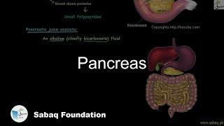 Pancreas, Biology Lecture | Sabaq.pk