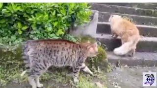 NINJA CATS! There's absolutely NOTHING MORE FUNNY!-Impossible TRY NOT TO LAUGH compilation