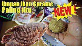 Cara Membuat Umpan Ikan Gurame Yang Susah Makan Di Kolam Paling Ampuh