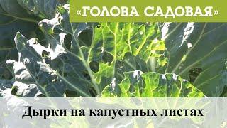 Голова садовая - Дырки на капустных листах