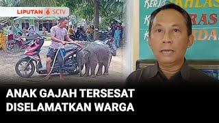 Tersesat di Kebun Sawit,  Anak Gajah Diselamatkan Warga | Liputan 6