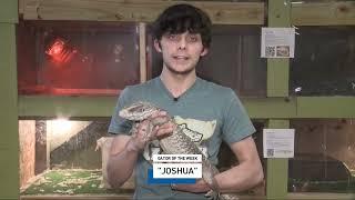 Gator of the Week: Joshua the Savannah Monitor