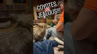 Jealous Forest Puppy! #weavethecoyote #wildlife #coyote #duckholliday #dog #cat #cute #animals #bff