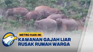 Lapar, Kawanan Gajah Liar Rusak Rumah Warga di Lampung [Metro Hari Ini]