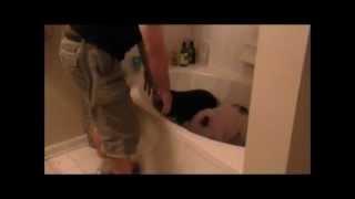 Mini Pig Has Accident in the Bath Tub (Prissy and Bomber Show)