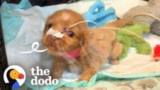 'Bubble Puppy' Decides She's Ready To See The World | The Dodo