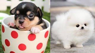 Cutest Teacup Puppies Video Compilation || Funny and Cute Dog #14