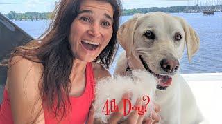 Fleets Bay, Virginia || Sailing with Labmaraner Dogs