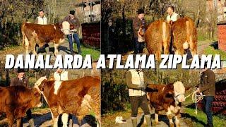 DANALARDA ATLAMA ZIPLAMA NASIL ÖNLENİR PARAZİTER MÜCADELENİNİ ÖNEMİ