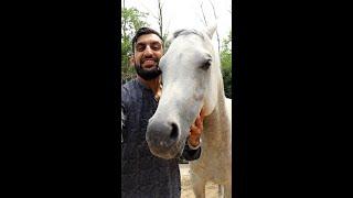 Let's Slaughter a Horse? (QURBANI SPECIAL)